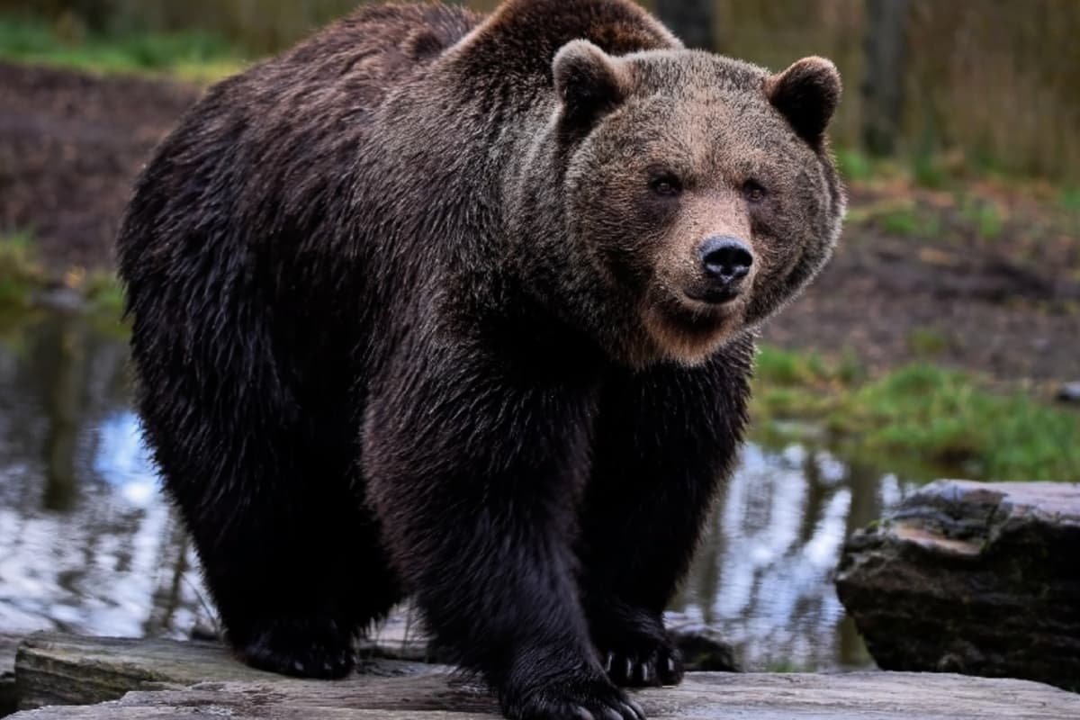 Un agresivo oso pardo mata una pareja y a su perro y lleva al cierre parcial de un popular parque nacional