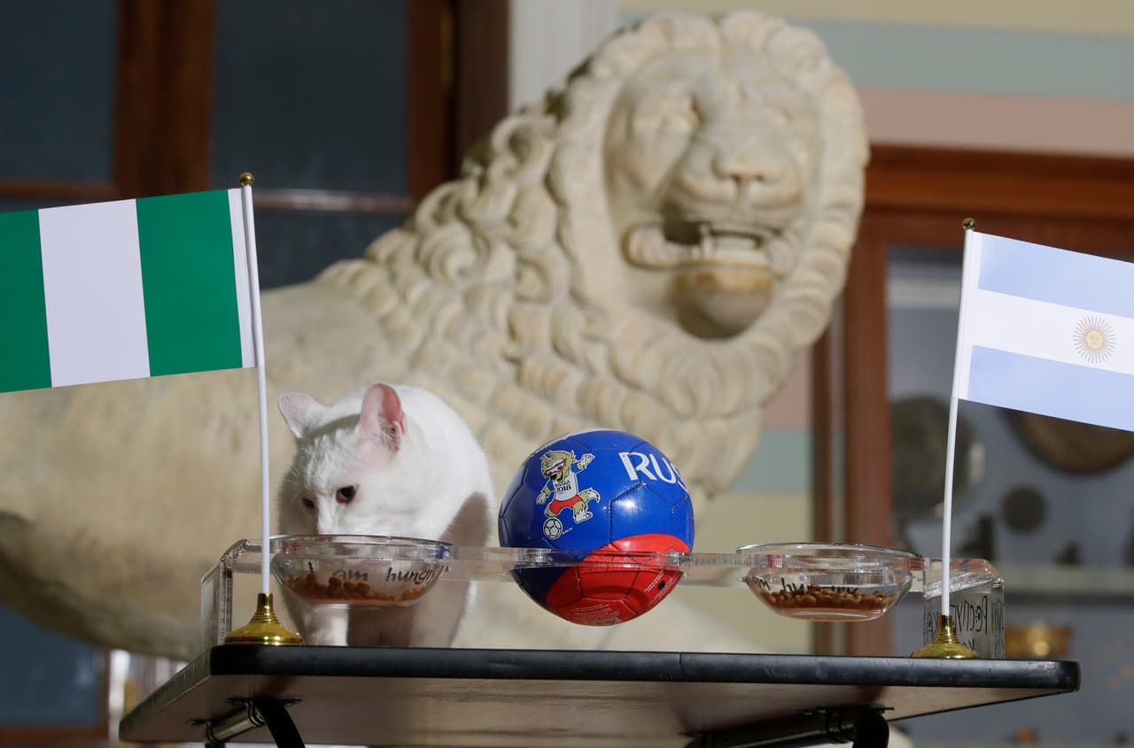 Al ser consultado por el marcador de uno de los dos últimos partidos del grupo D, el gato sorprendió al inclinarse al equipo africano