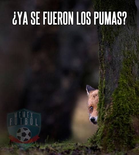La jornada cuatro del Apertura 2015 de la Liga MX se fue pero aquí te dejamos los memes para que no pares de reir