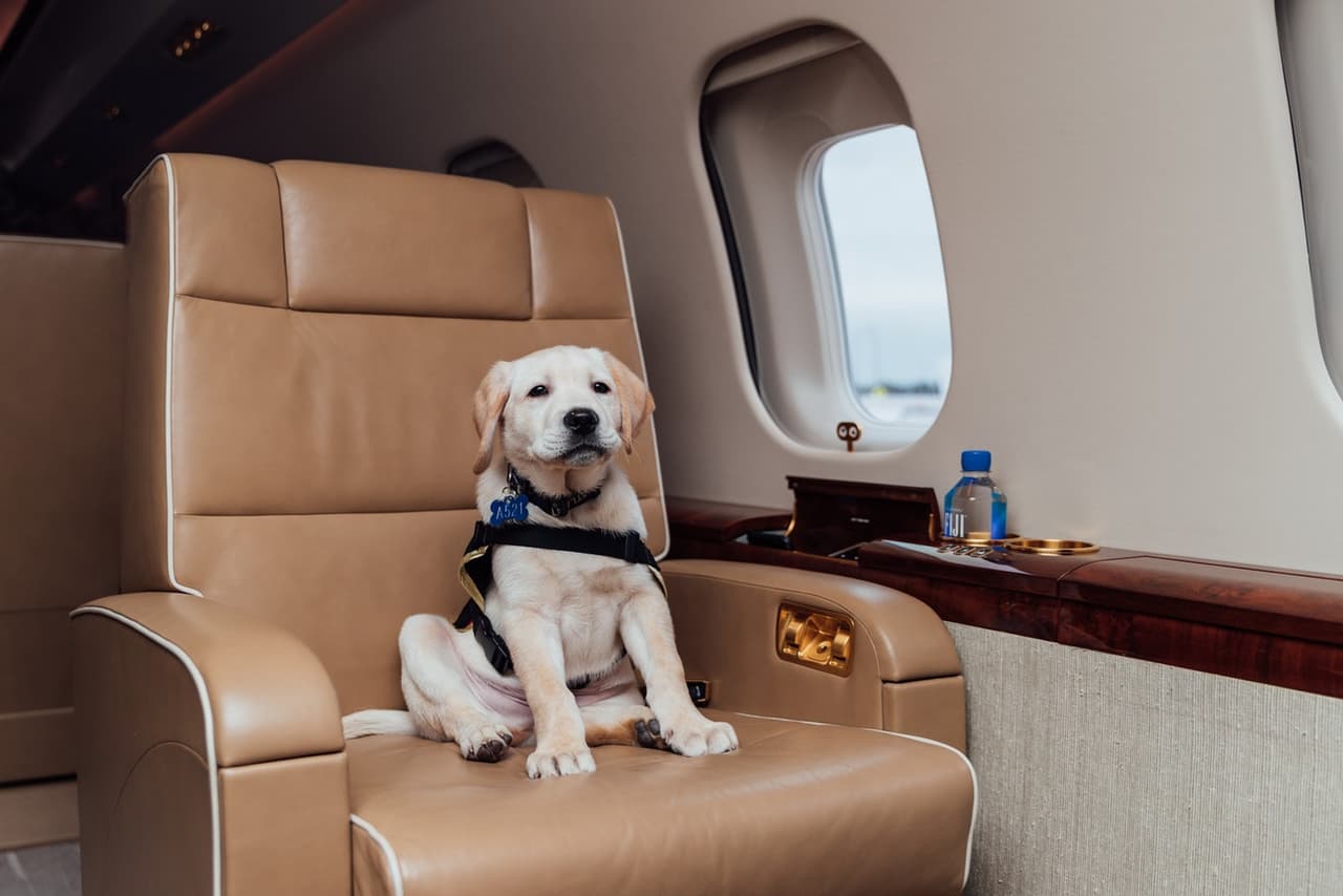 El cachorro viajó a su nuevo club en un avión privado, como ocurre en los fichajes más resonantes de la liga.