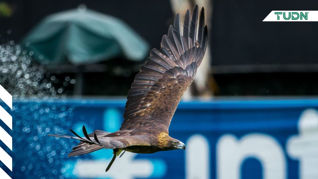 América se alía a favor de la conservación del águila real